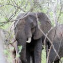 ZMB EAS SouthLuangwa 2016DEC10 KapaniLodge 031 : 2016, 2016 - African Adventures, Africa, Date, December, Eastern, Kapani Lodge, Mfuwe, Month, Places, South Luangwa, Trips, Year, Zambia